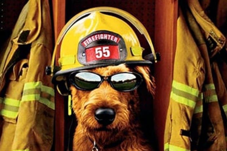 Firehouse Dog Streaming: Watch & Stream Online via Hulu
