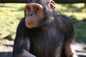 Monkey Life Season 4 Streaming: Watch & Stream Online via Amazon Prime Video