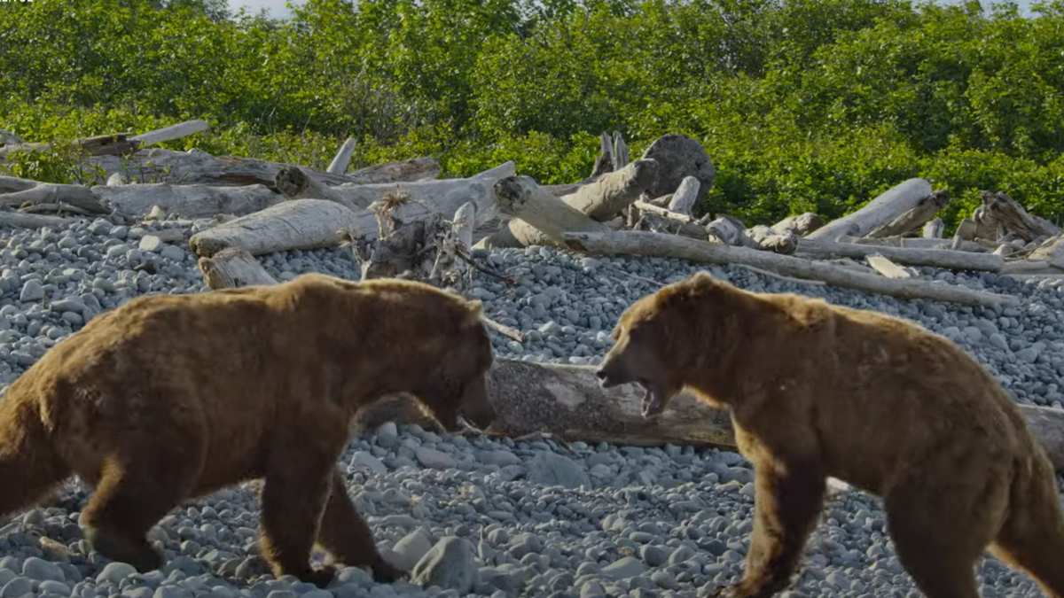 The Hungry Games: Alaska's Big Bear Challenge Season 1: How Many