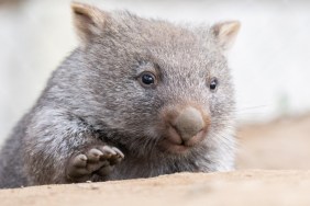 Influencer Sam Jones Faces Backlash After Picking Baby Wombat in Australia
