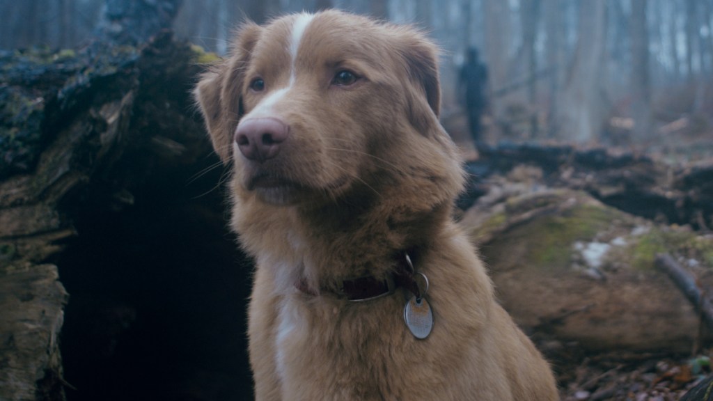 Good Boy: Watch First Trailer for Supernatural Horror Movie Told From a Dog’s POV