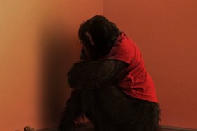 Rabid Chimpanzee Attacks Family in Terrifying Primate Trailer
