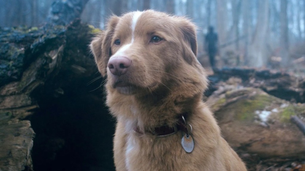 Horror Movie Good Boy’s Dog Wants To Be Considered for Best Actor at Oscars