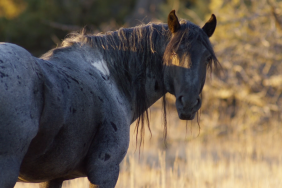 Gerard Butler Wild Horse Movie Blue Zeus Gets Trailer | Exclusive