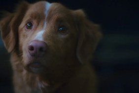 Good Boy Director Reveals if the Dog Dies in Horror Movie