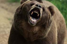 Grizzly Night Trailer: Bear Attack Horror Movie With Jack Griffo | Exclusive
