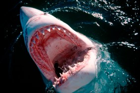Netflix Buys Sony’s Shark Movie Originally Planned for Theatrical Release