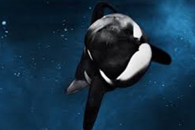 Best Documentaries on Tubi