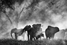 Ghost Elephants werner herzog interview