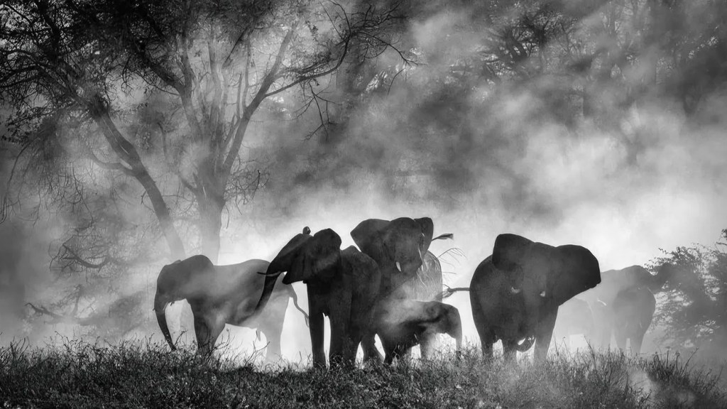 Ghost Elephants werner herzog interview