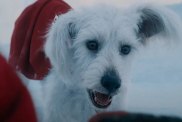 Supergirl: Watch Adorable Krypto Puppy Meet Superman in New DCU Video