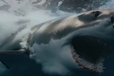 Shark Thriller Chum Sets AMC+ Streaming Release Date