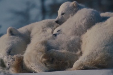 Nuisance Bear Oscars 2027 Best Documentary Prediction A24 Film