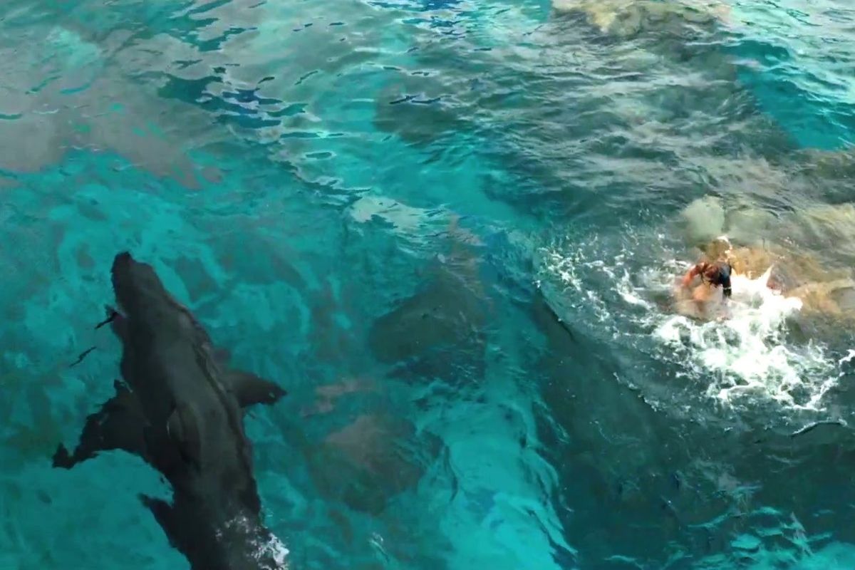 The Shallows (2016)